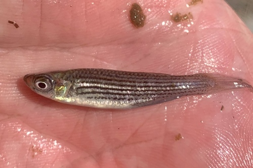 Lined Topminnow