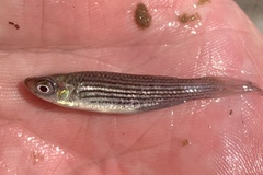 Fundulus lineolatus