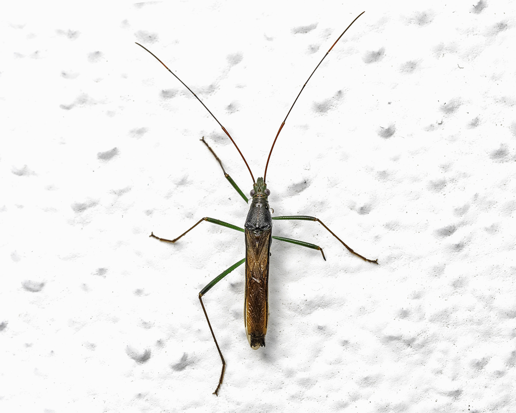 Grypocephalus meridianus