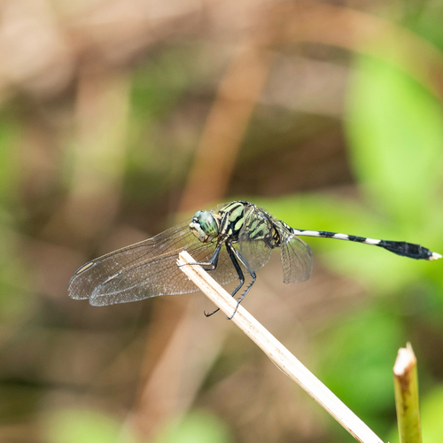 Slender Skimmer