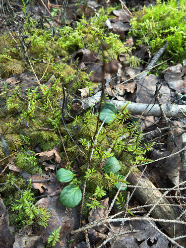 Pyrola chlorantha, photograph 2