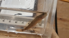Cottus aleuticus