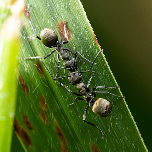 Rich Spiny Sugar ant