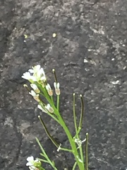Cardamine