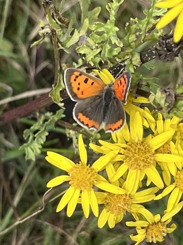 Small Copper