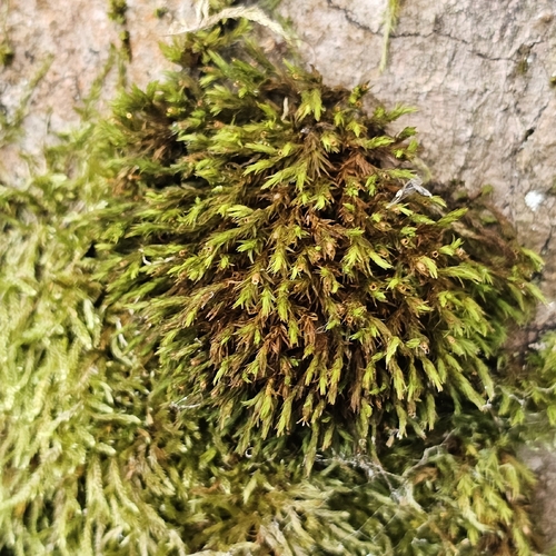 Lewinskya striata observed 2026-09-05