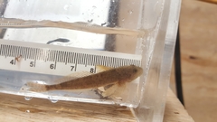 Cottus aleuticus