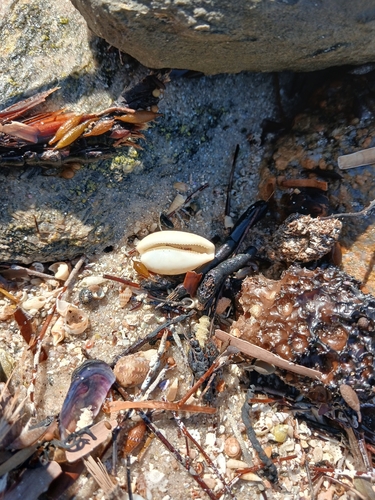 Notocypraea piperita observed 2026-09-06