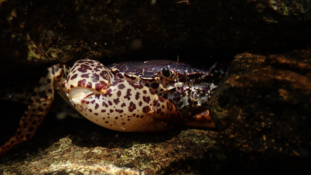 Panther Crab