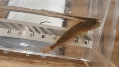 Cottus aleuticus