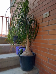 Beaucarnea