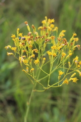 Senecio isatideus