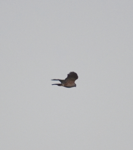 Sharp-shinned Hawk