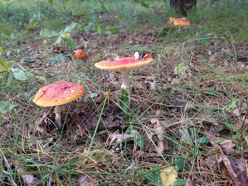 Fly Agaric
