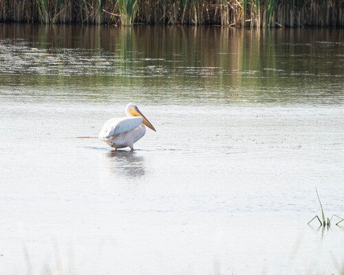 iNaturalist image
