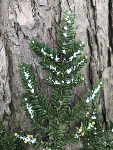 Hemlock Woolly Adelgid