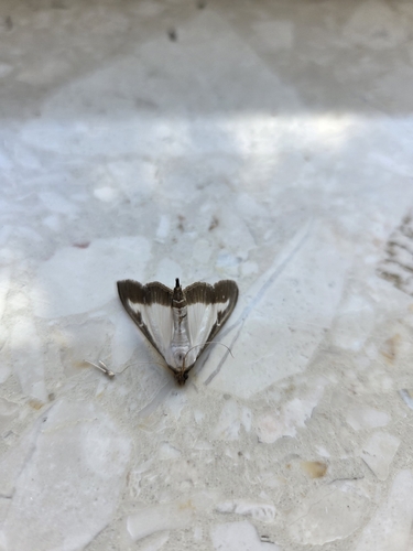 Box Tree Moth