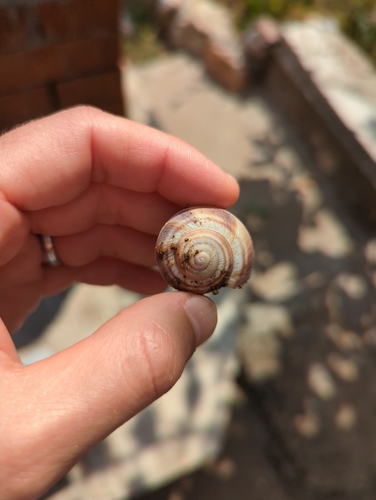 Turkish Snail