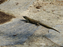 Podarcis muralis