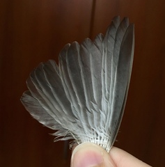 Phylloscopus sibilatrix