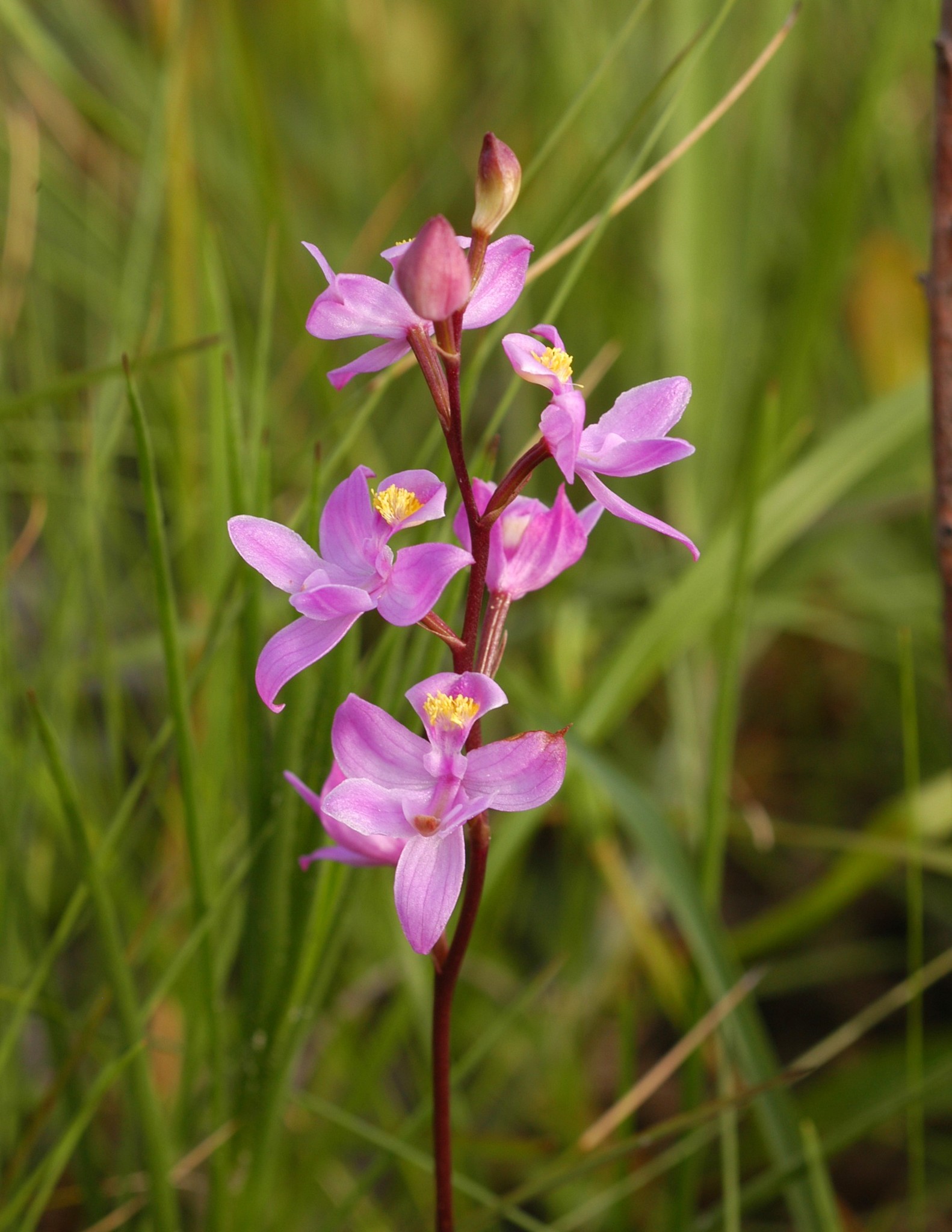 Calopogon multiflorus