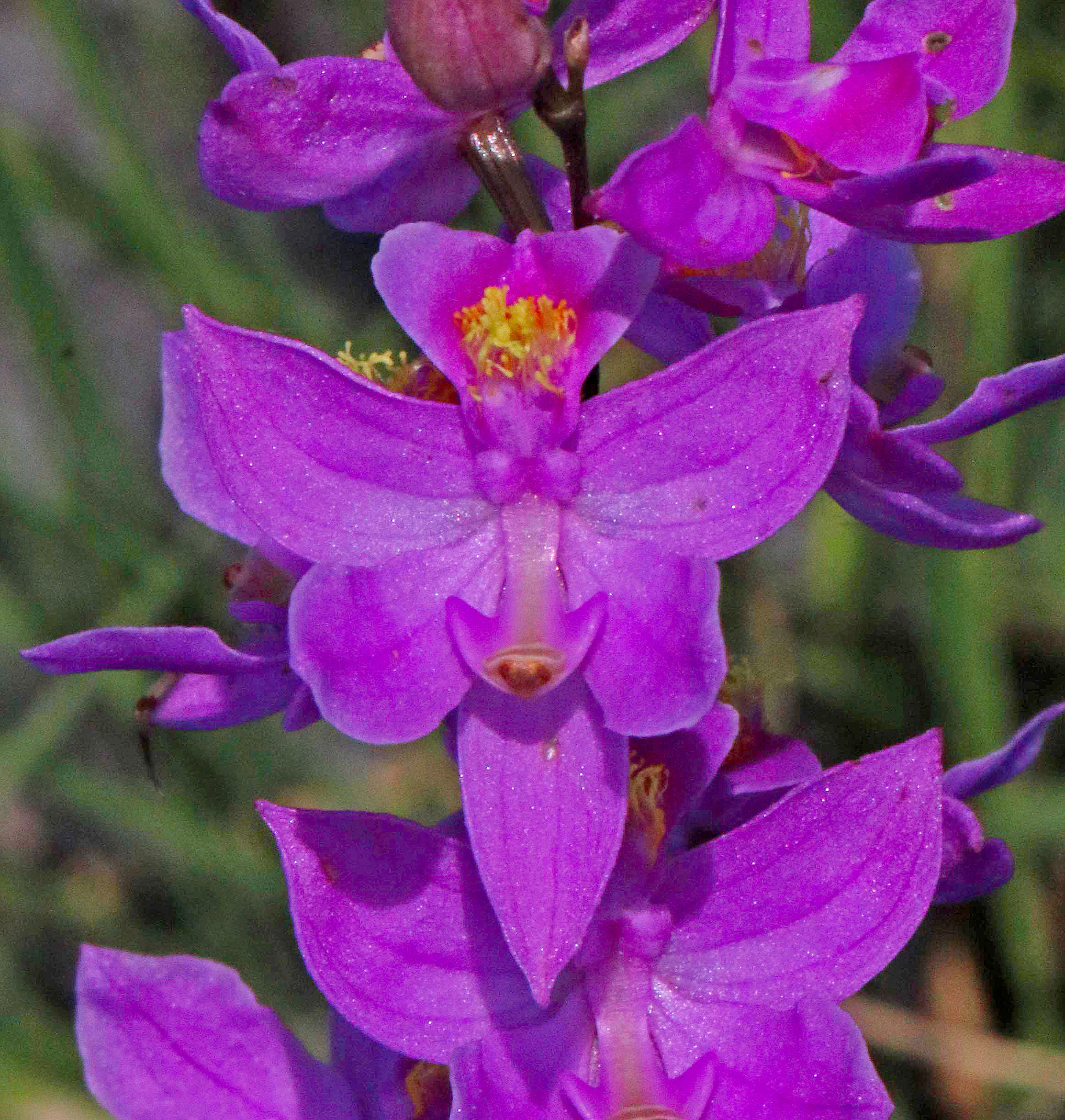 Calopogon multiflorus - Wikipedia