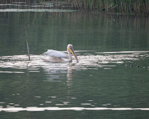 iNaturalist image