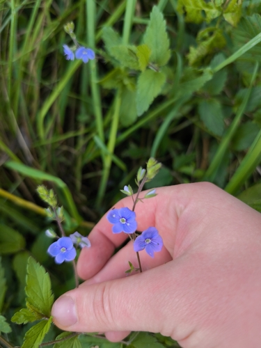 Germander Speedwell