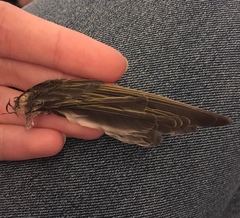 Phylloscopus sibilatrix