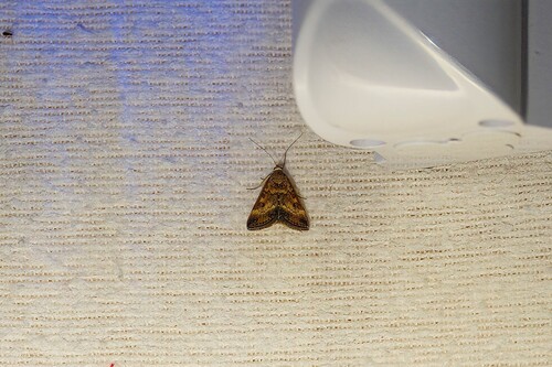 Straw-barred Pearl