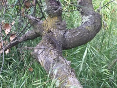 Sceloporus occidentalis