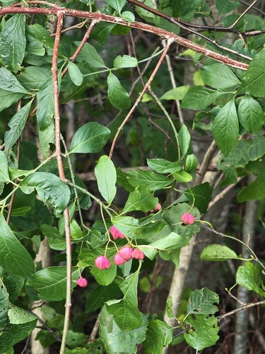 Spindle