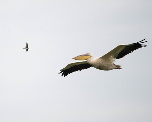 iNaturalist image