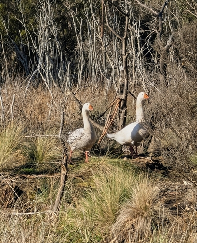 iNaturalist image