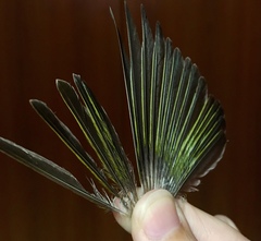 Phylloscopus sibilatrix