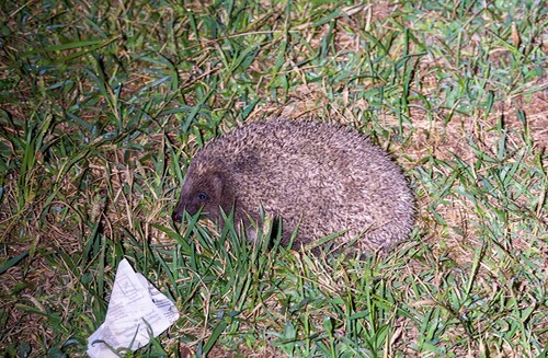 Northern White-breasted Hedgehog