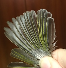 Phylloscopus sibilatrix