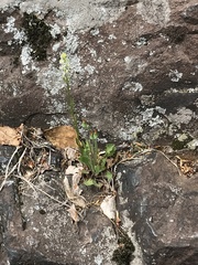 Krigia virginica