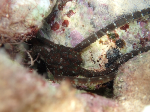 Brown Brittle Star, Biograd na Moru, HR-ZD, HR, photo 10 of 10