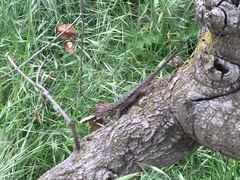 Sceloporus occidentalis