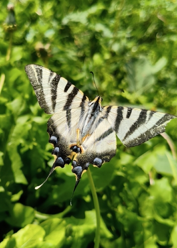 Iberian Scarce Swallowtail