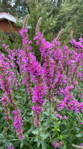 purple loosestrife