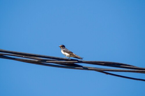 Barn Swallow