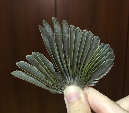 Plume de Pouillot siffleur