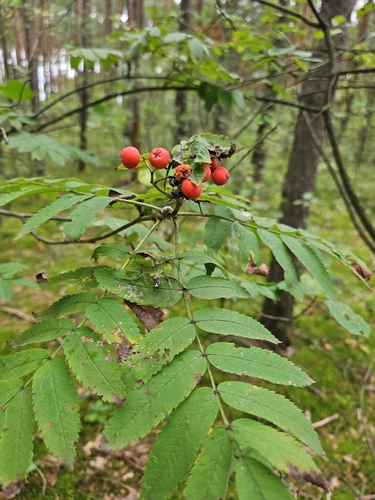 European mountain ash