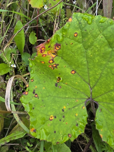Coltsfoot Gall Rust