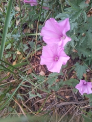 Convolvulus althaeoides althaeoides