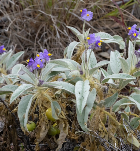 Solanum quadriloculatum observed 2026-08-24