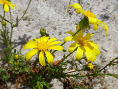 Senecio littoreus hispidulus