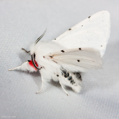 Spilosoma vestalis